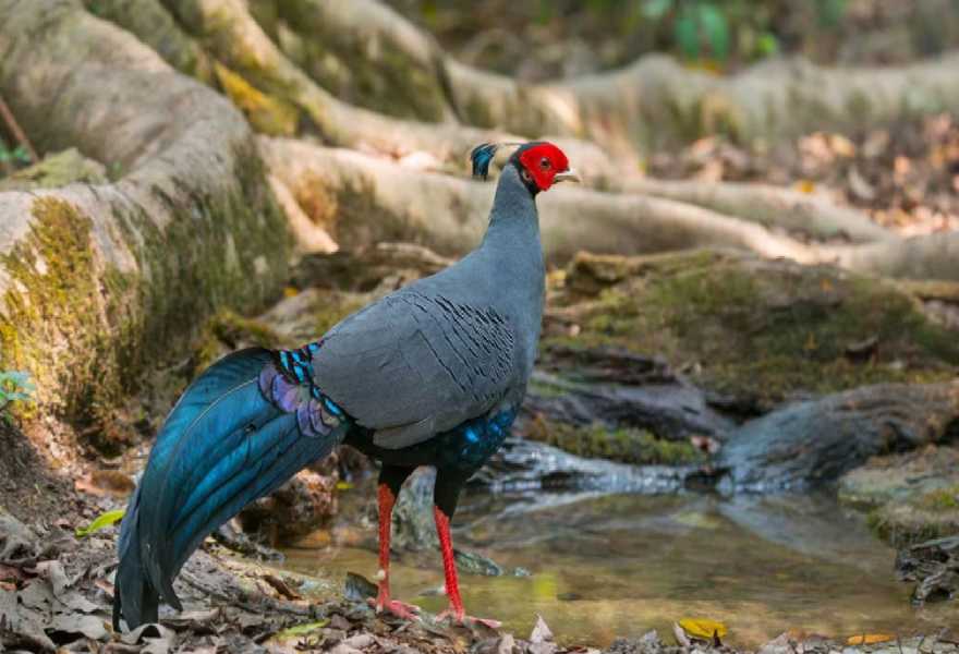 Thailand national bird reached Uttarakhand