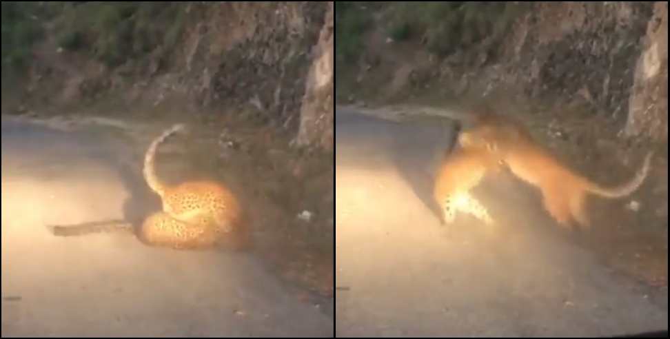 Uttarakhand Leopard fight video: Leopard fight video in uttarakhand