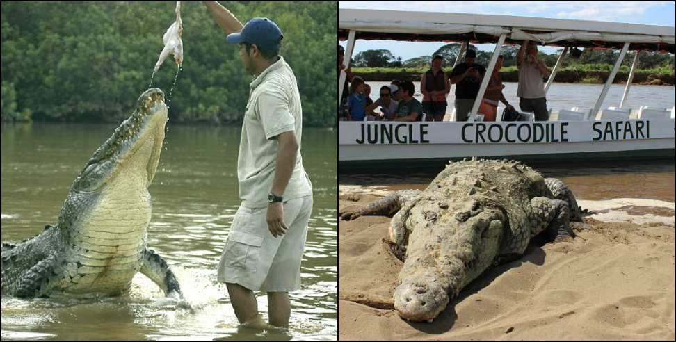 Crocodile Safari Uttarakhand: Uttarakhand first crocodile safari