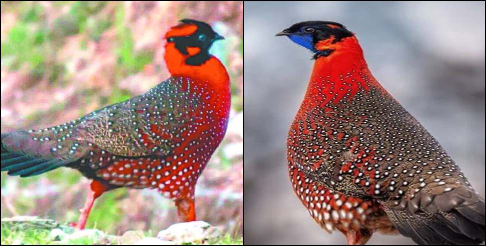 Rare Satyr Tragopan: Rare Satyr Tragopan Spotted in Sunderdhunga Valley