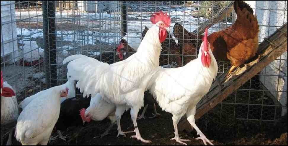 Uttarakhand father chicken blood: father poured chicken blood on son head in haridwar