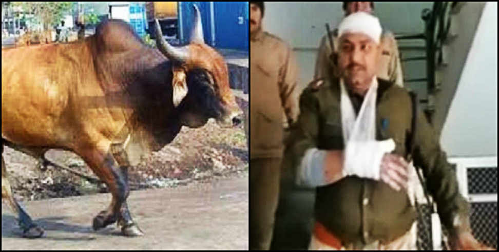 आवारा पशु: policeman attacked by stray bull in kotdwar