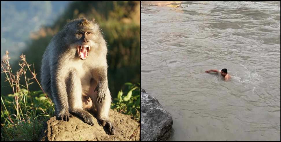 Rishikesh Monkey: Monkey pounced on young man in Rishikesh
