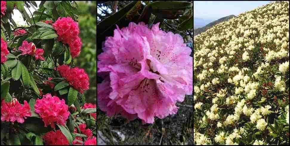 Chopta Buransh: 7 colored Buransh were fed In Rudraprayag Pithoragarh