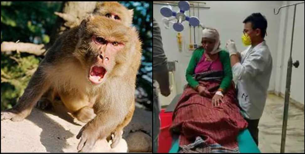 ukhimath monkey attack: Monkeys attacked woman in Ukhimath
