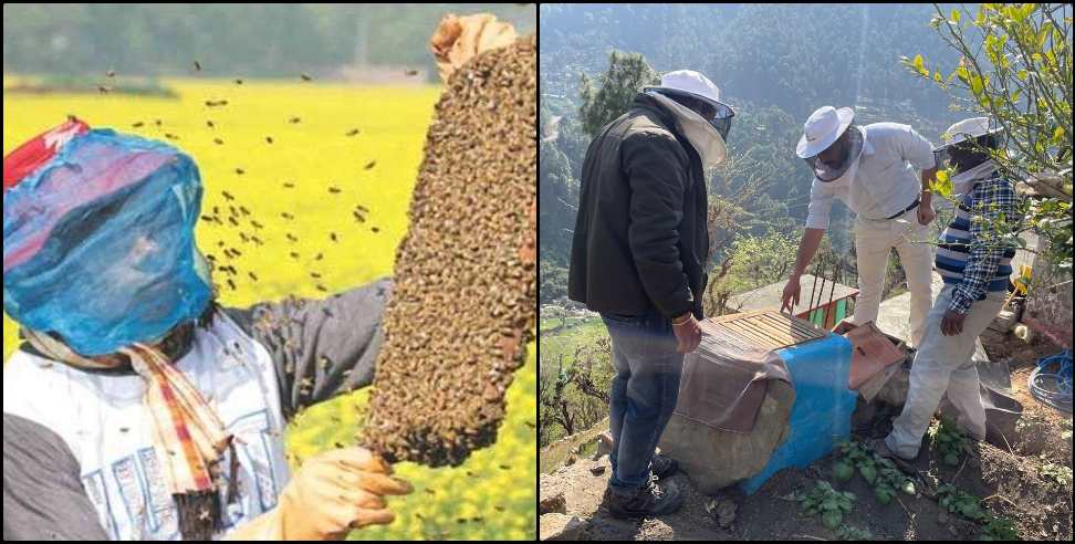 Honey Village Manpur Village: Uttarkashi Manpur Village HONEY Village