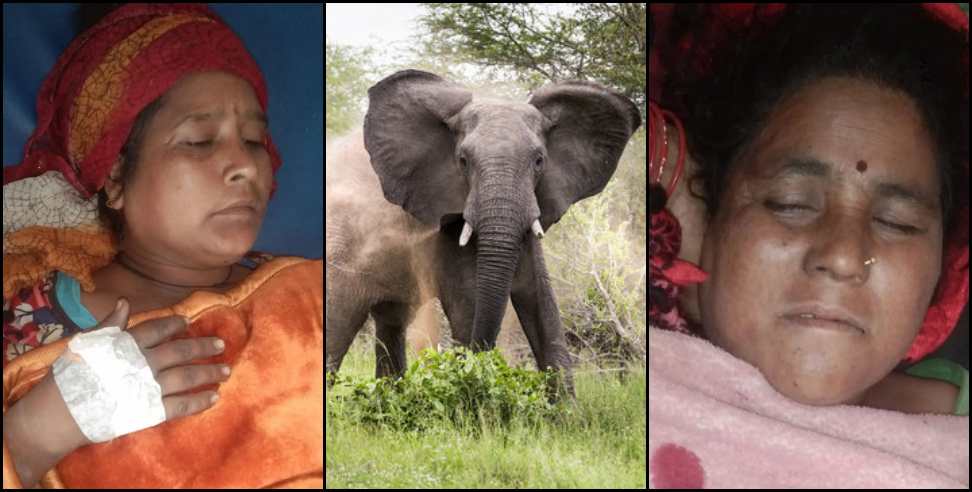 khatima elephant attack: Elephant attack on women in Khatima forest