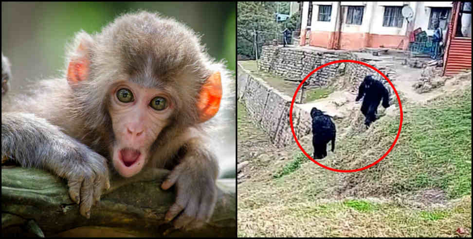 Pithoragarh news: Terror of monkeys in pithoragarh