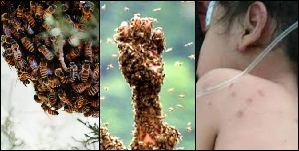 Wasp Attack: Father Son Died cause of Wasp Bite in Tehri Garhwal