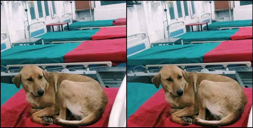 Pithoragarh Government Hospital Dog: dog photo viral in government hospital of pithoragarh