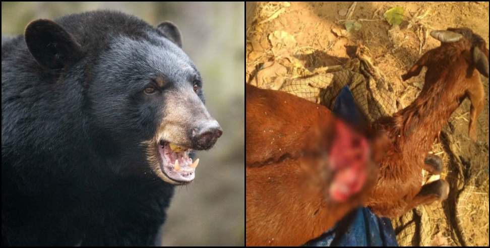 Rudraprayag bankhil bear: Bear attacked on animals in rudraprayag