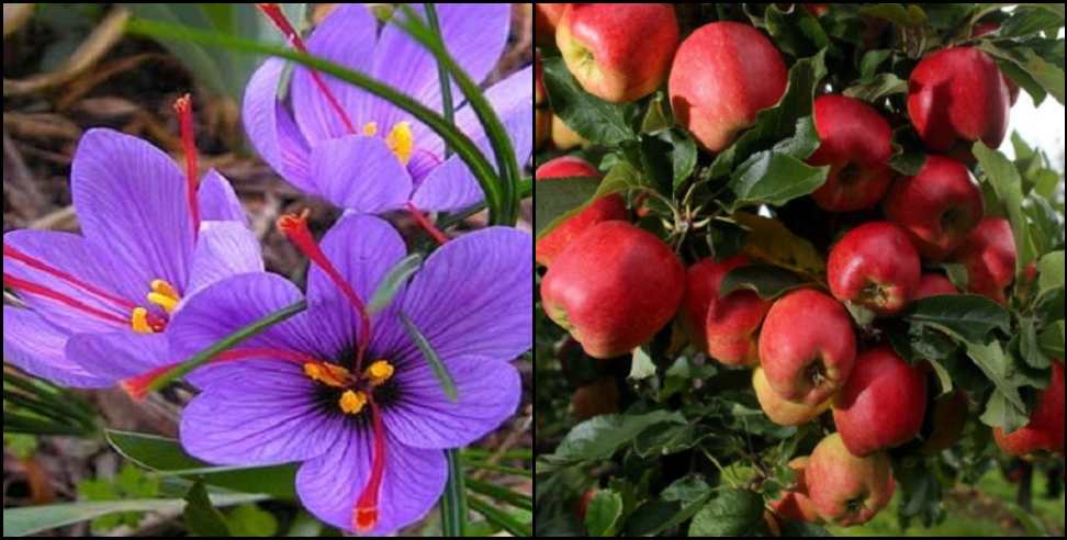 Harshil Apples uttarkashi: Apples and saffron farming in uttarkashi harshil Valley
