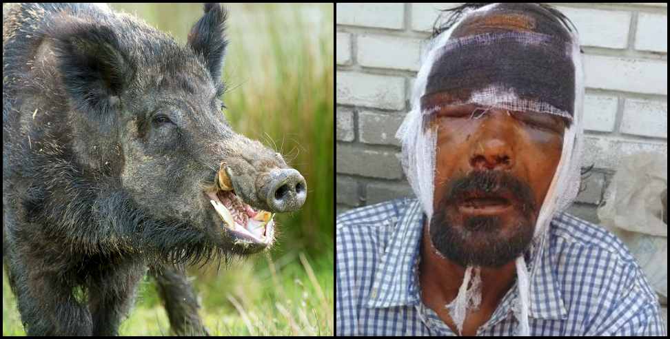 Uttarakhand Wild Pig: Wild boar attacked a village in Pithoragarh