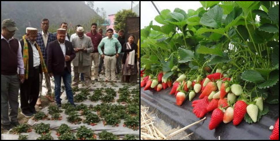 Strawberry farming uttarakhand: Kapkot strawberry farming