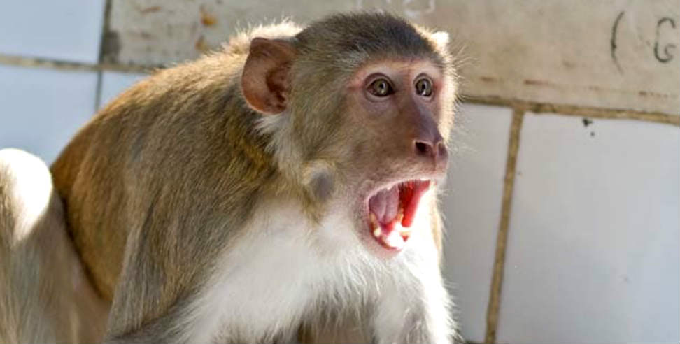 उत्तराखंड बंदर: monkey attack old women in nandprayag