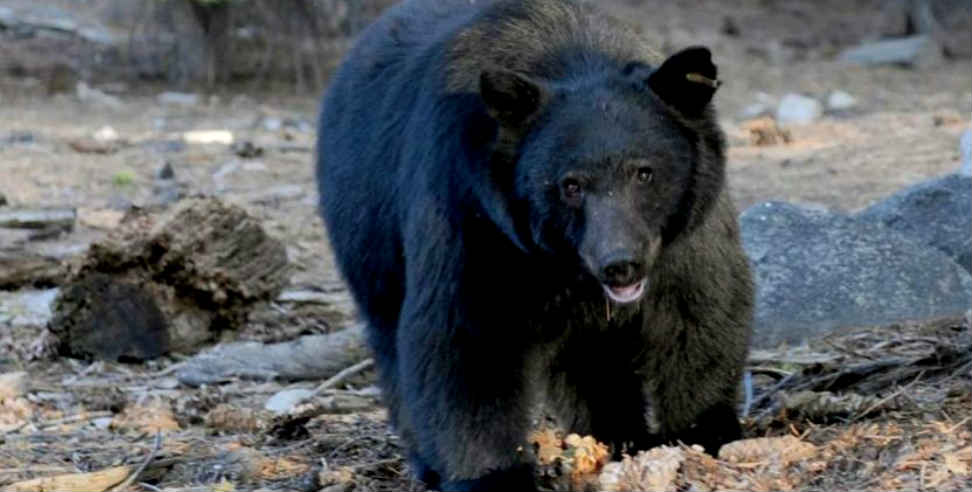 श्रीनंगर गढ़वाल न्यूज: Susheela devi of garhwal fought with bear