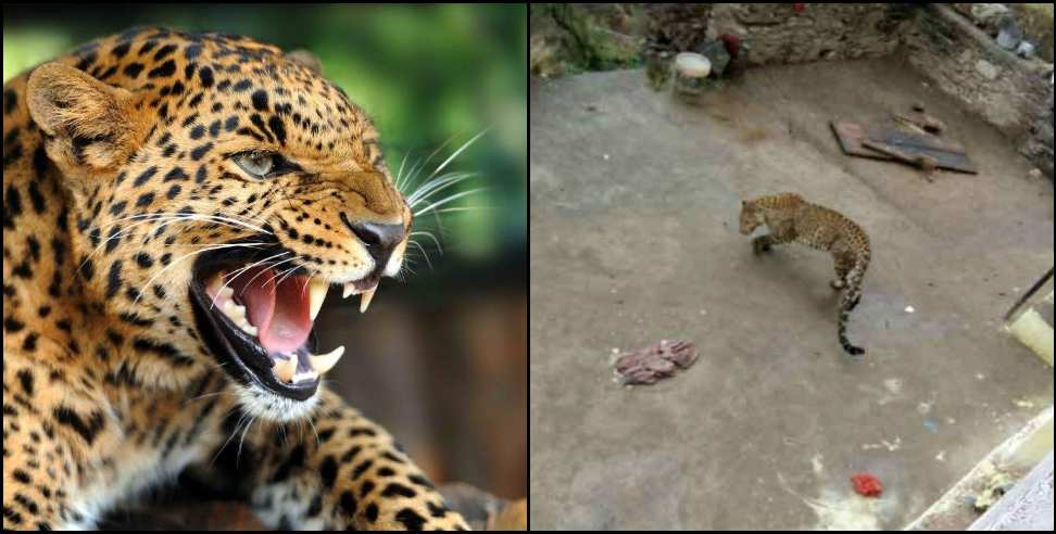 Leopard enters home in Berinag
