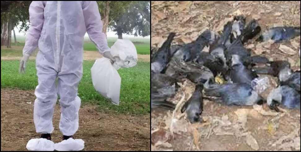 Chamoli News: Dead crows in Nizamula Valley