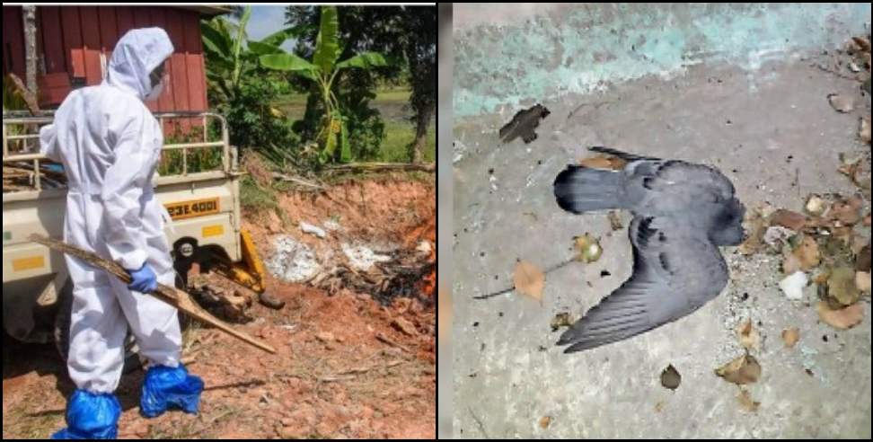 Rudraprayag Bird Flu: Dead pigeon in Rudraprayag Agastyamuni
