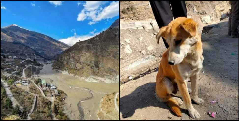 Chamoli disaster: Female dog lost her puppies in flood