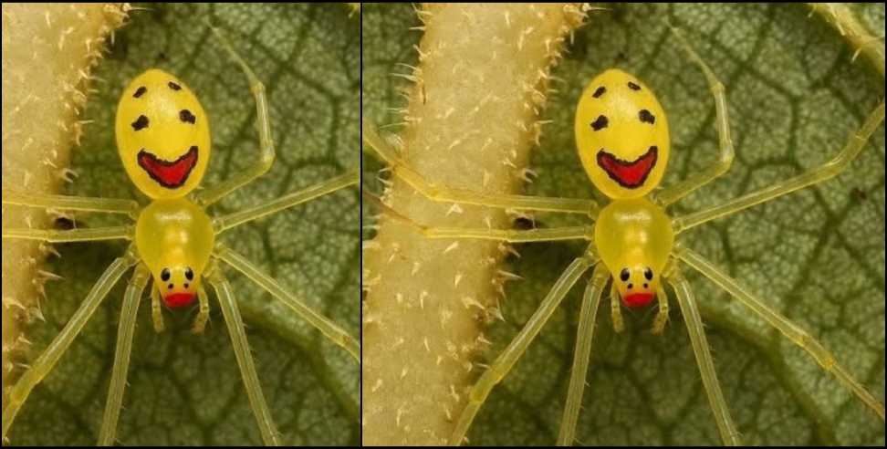 Himalayan Happy-Face Spider: Himalayan Happy-Face Spider Found in Chamoli