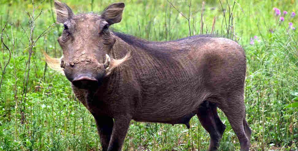 Wild boar attack: Wild boar injured mother daughter in pratapnagar