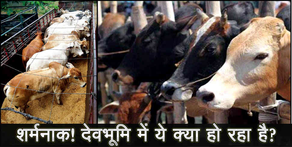 उत्तराखंड: COW Trafficking IN UTTARAKHAND