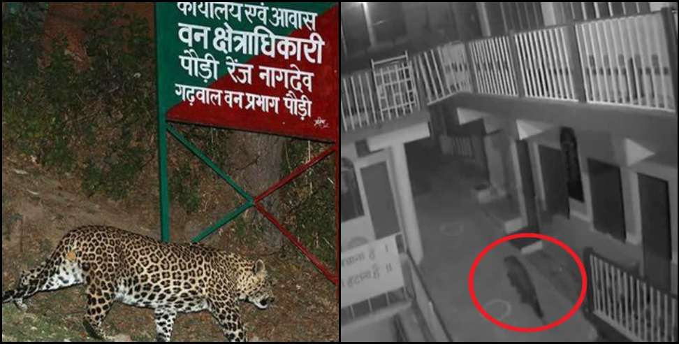 Srinagar garhwal leopard: Leopard seen in Srinagar garhwal