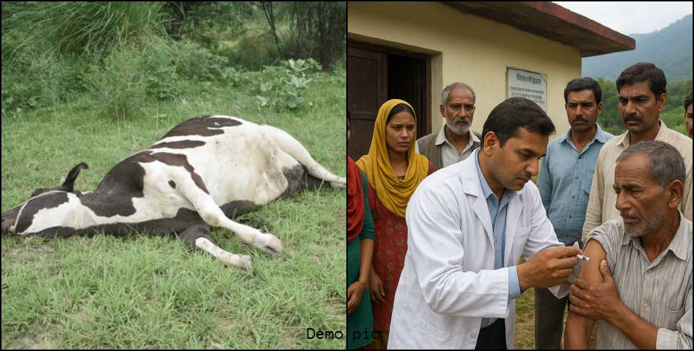 Anti-rabies vaccine: Cow dies 3 days after dog bite in Uttarkashi