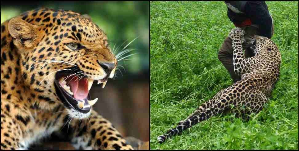 Jaspur Leopard Attacked: Female leopard attacked 6 people in Jaspur