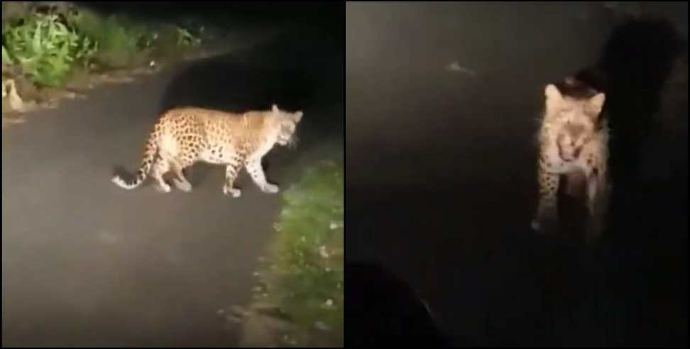 Bazpur jaspur leopard video: Video of Leopard in Udham Singh Nagar
