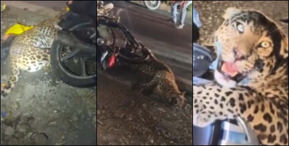 Bhimtal leopard accident: Leopard Collides with Moving Bike in Bhimtal