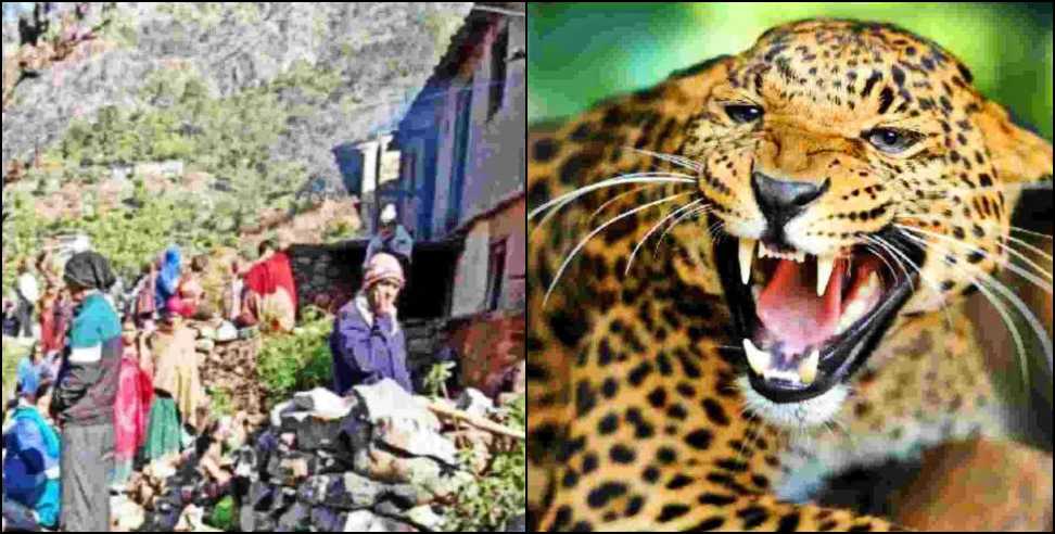 New Tehri News: Leopard Killed Old Lady in New Tehri