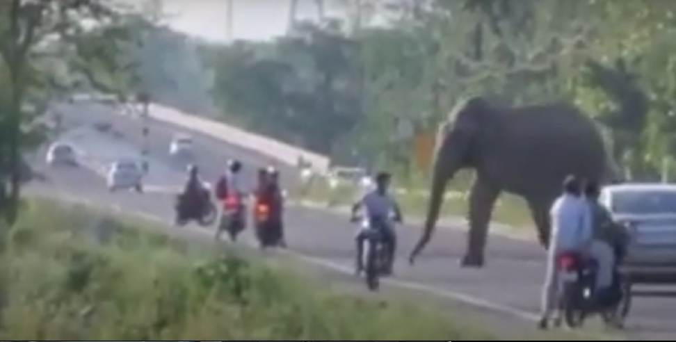 dehradun elephant: Tusker Elephant on Dehradun Rishikesh Highway