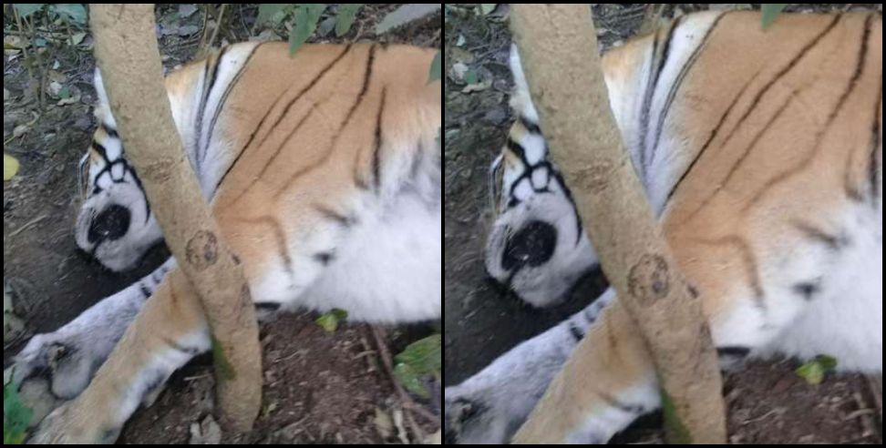 Corbett park tiger died: Two tiger died in Corbett park