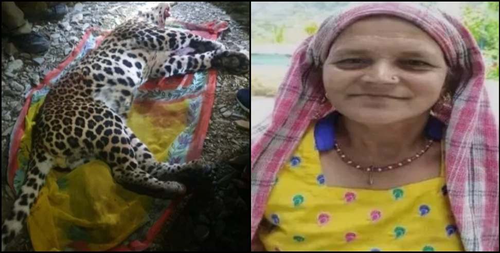 Pauri Garhwal News: Leopard got hit in Pauri Garhwal