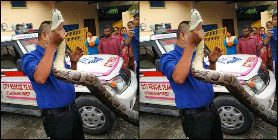 Dehradun News: 16 feet tall Barmis Python in Dehradun