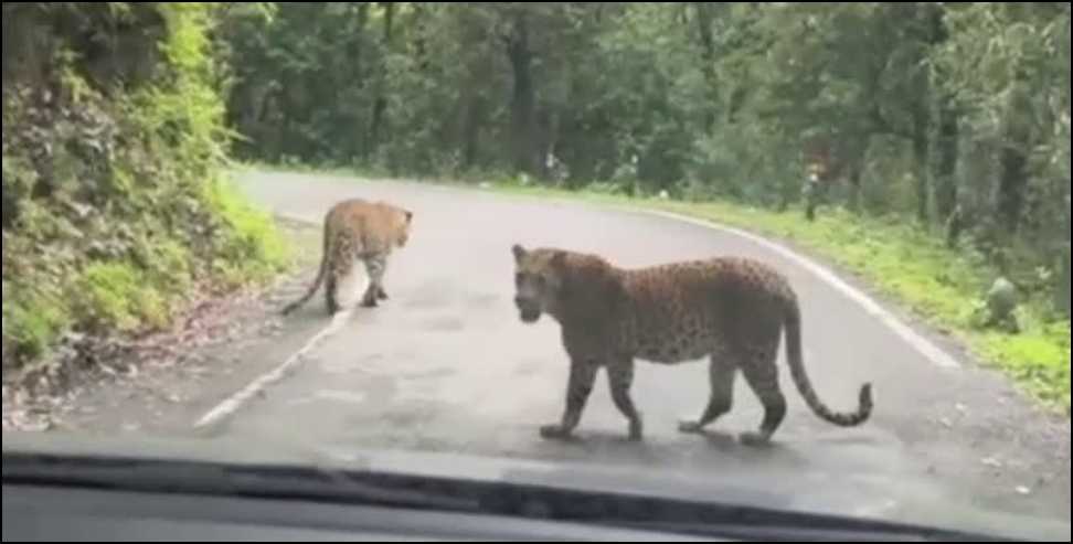 Terror of Leopard: Leopards roaming on roads in Garhwal