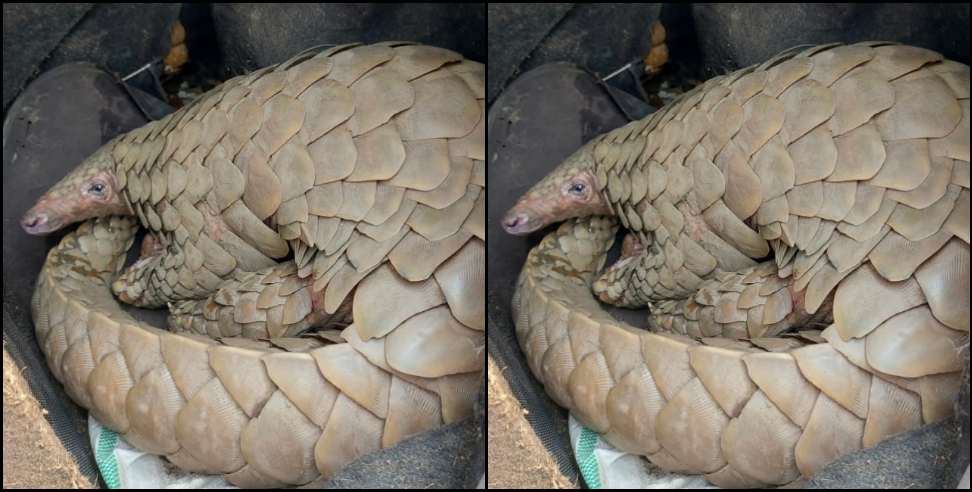 Haldwani News: Smuggling of rare species of pangolin in Haldwani