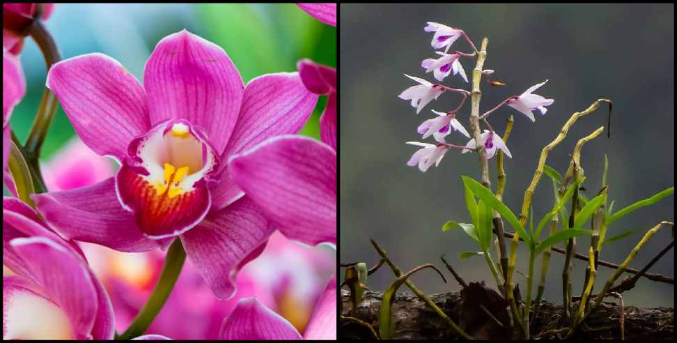 Uttarakhand Orchids: Liparis pygmia orchids seen in Uttarakhand
