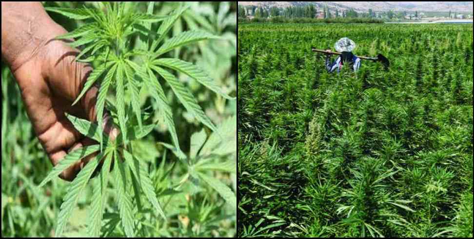 pithoragarh hemp cultivation: Cannabis cultivation will be done in Pithoragarh