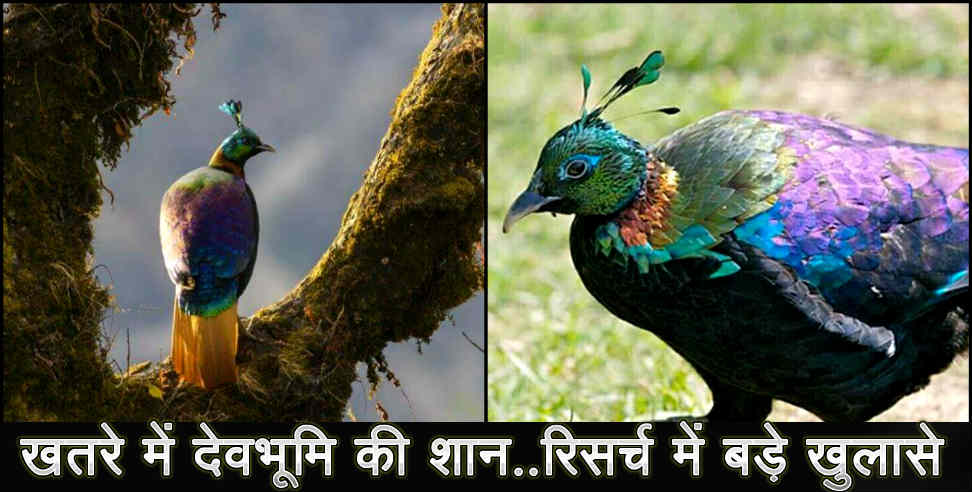 उत्तराखंड न्यूज: uttarakhand state bird monal