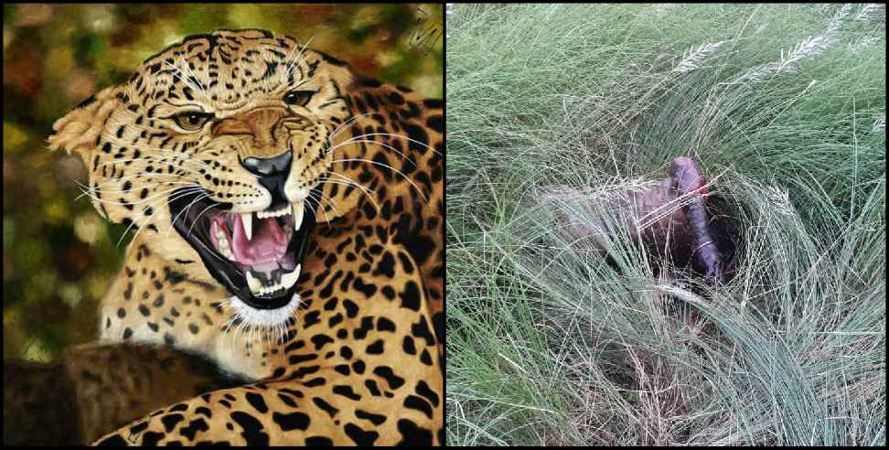 Pauri Garhwal Leopard News. Pauri Garhwal Leopard: Pauri Garhwal Dhumakot Leopard