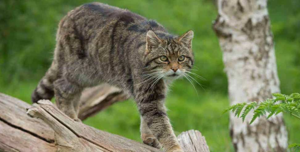 Wild Cat Pithoragarh: Forest Department gets wild cat in Pithoragarh