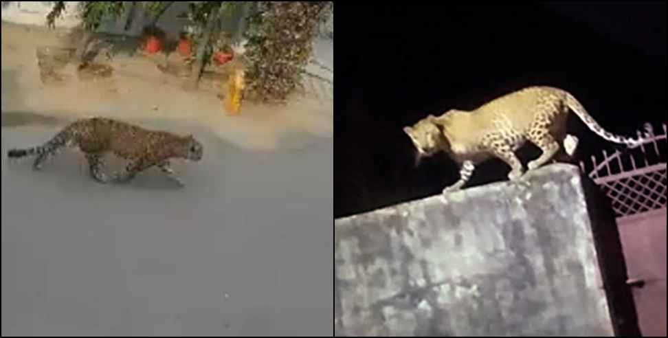 Leopard : Leopard seen in the villages and markets of Chamoli district