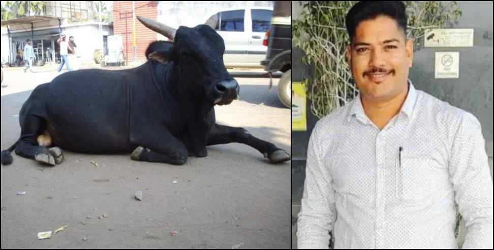haldwani manoj joshi death: Bike bull collision in Haldwani 1 death
