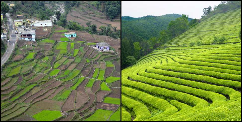 Gairsain tea plantation: Tea gardens will be built in Gairsain