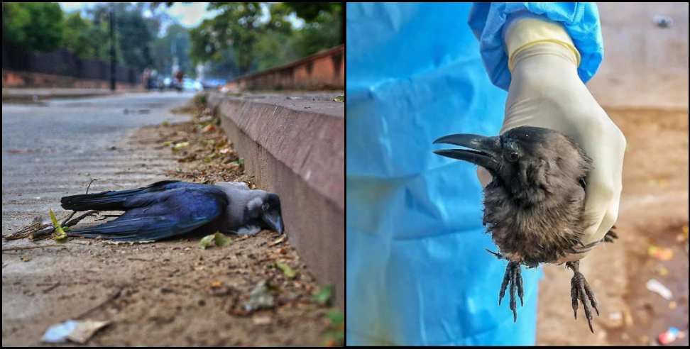 Bird flu uttarakhand: Dehradun bird flu news