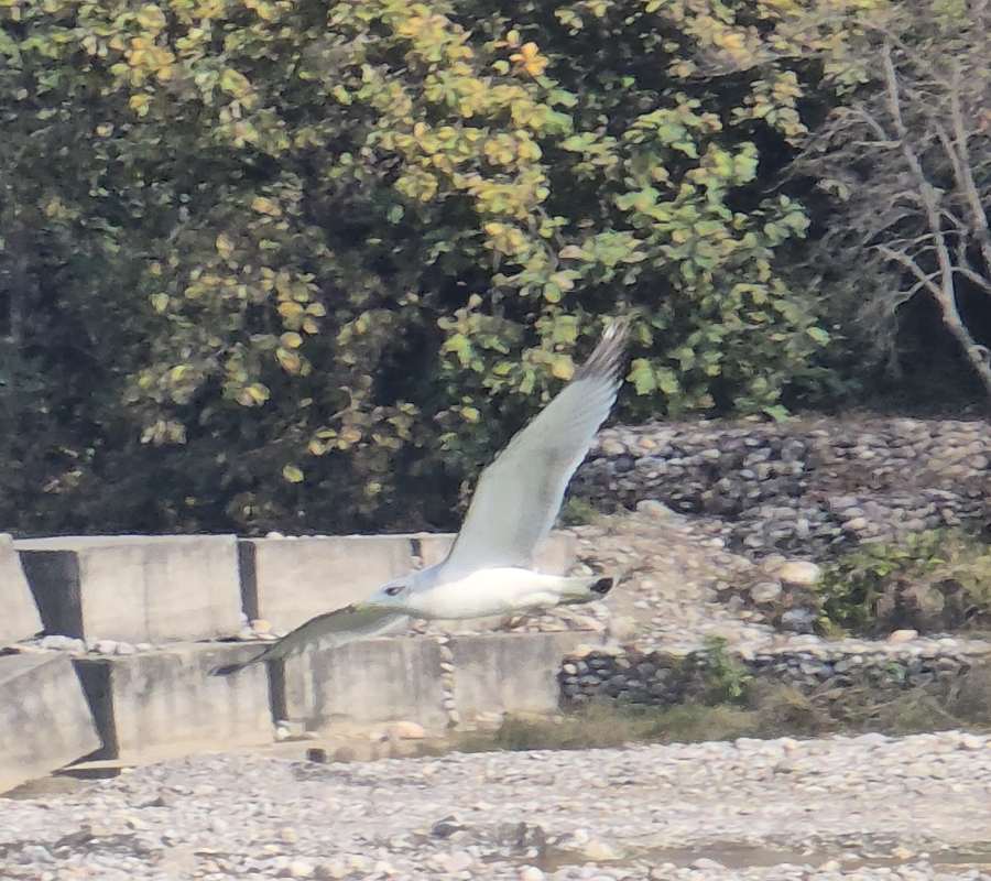 Rare Pallas gull in Ramnagar