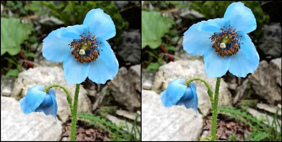 Valley of flowers: Blue poppy in valley of flowers